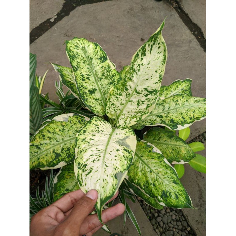 Tanaman Hias Diven Lukisan Cinta