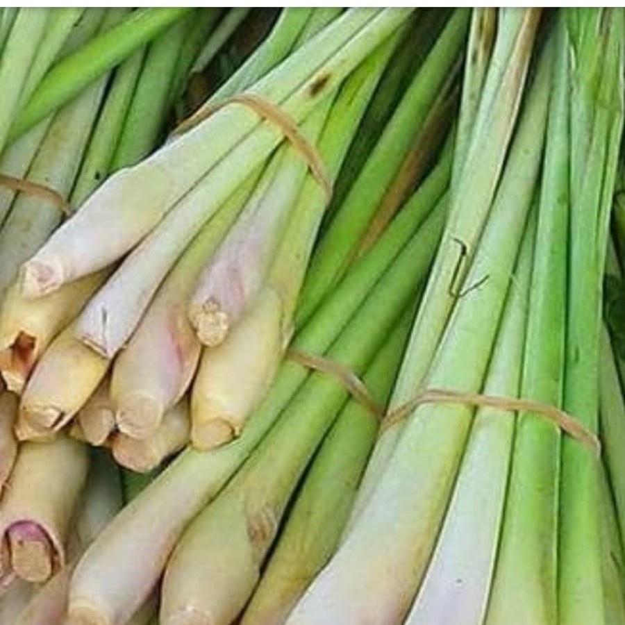 

Sereh Segar / Basah 1kg Serai Bumbu Herbal Berkhasiat