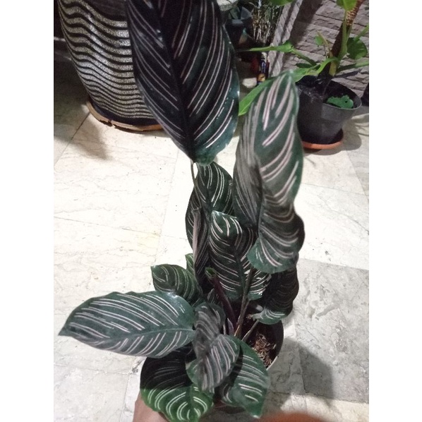 Tanaman Hias Calathea murah (tanaman hidup) tanaman hias ruangan