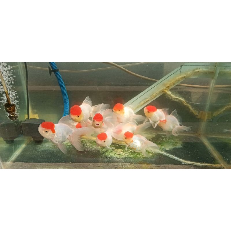 ikan maskoki mas koki Oranda redcap red cap