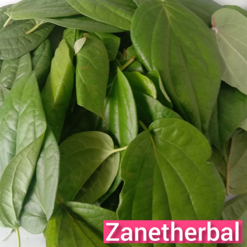 

Daun sirih hijau segar per 250 gram petik langsung-az