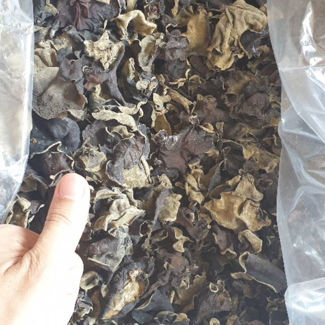 

Jamur kuping hitam bokji su 1dus 5kg