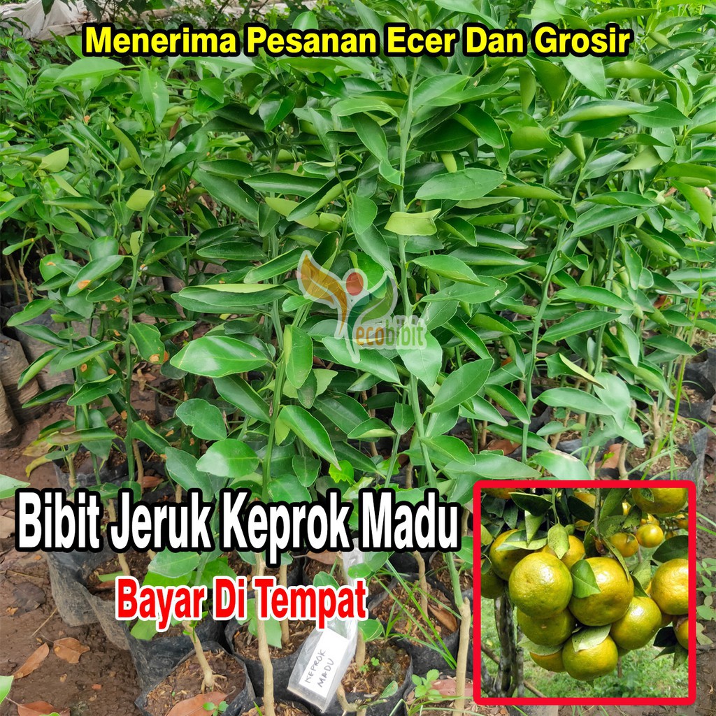 Bibit Jeruk Keprok Madu