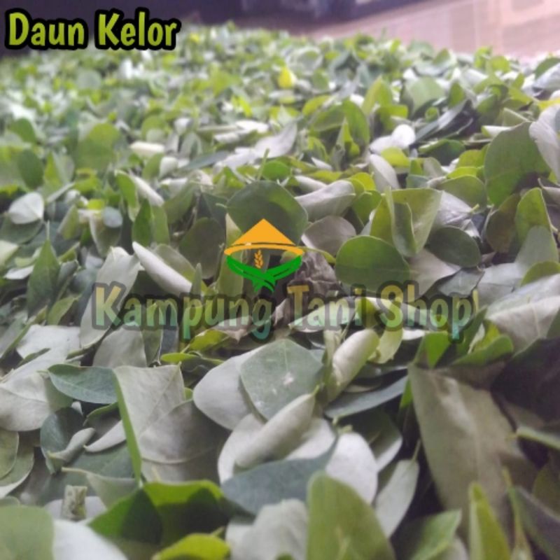 

Daun kelor Original Herbal