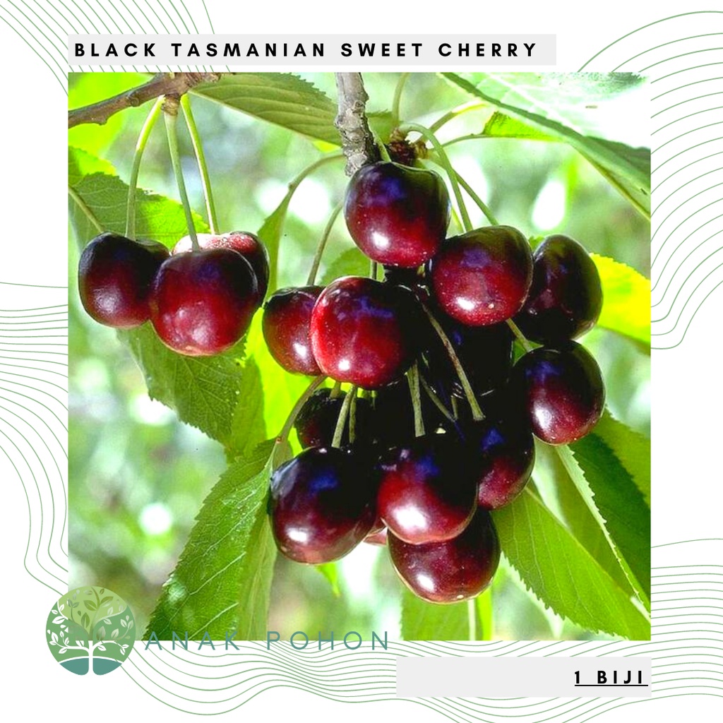 Benih Bibit Biji - Buah Ceri Hitam Manis Black Sweet Tasmanian Cherry Seeds - IMPORT