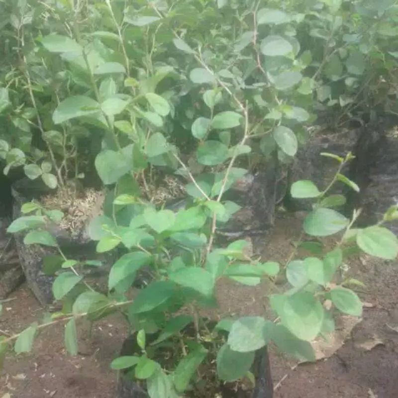 POHON BIDARA ARAB BERDURI