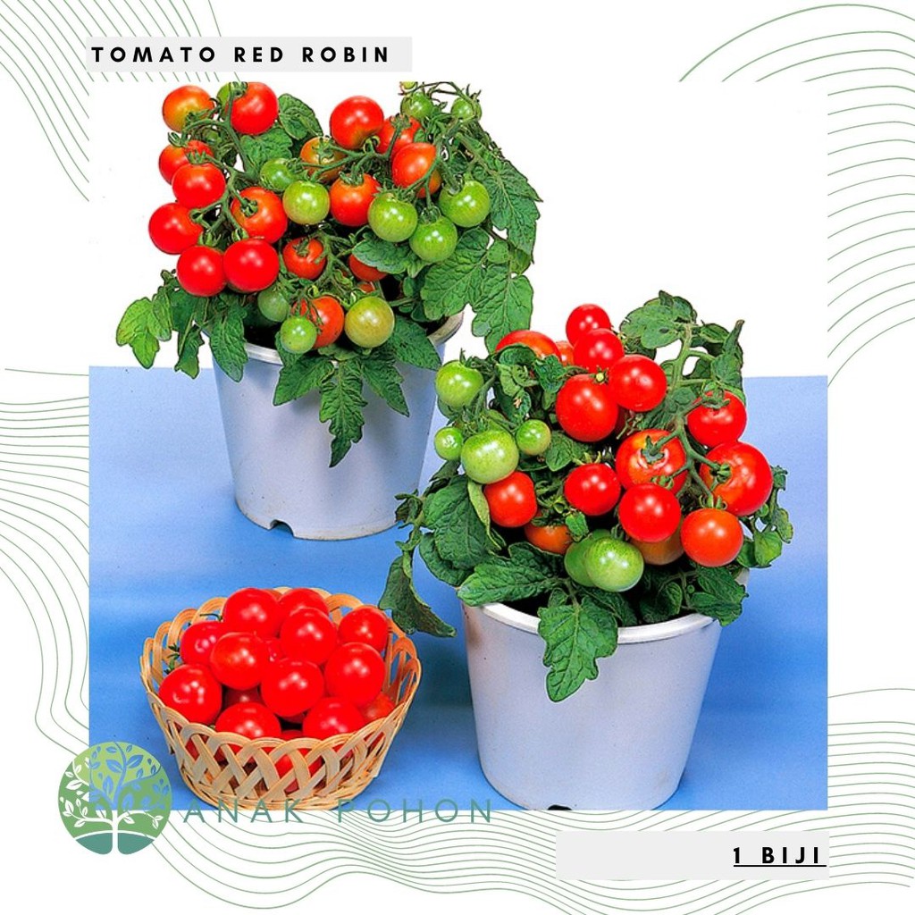 Jual Benih Bibit Biji Tomato Red Robin Cherry Dwarf Tomat Ceri Merah