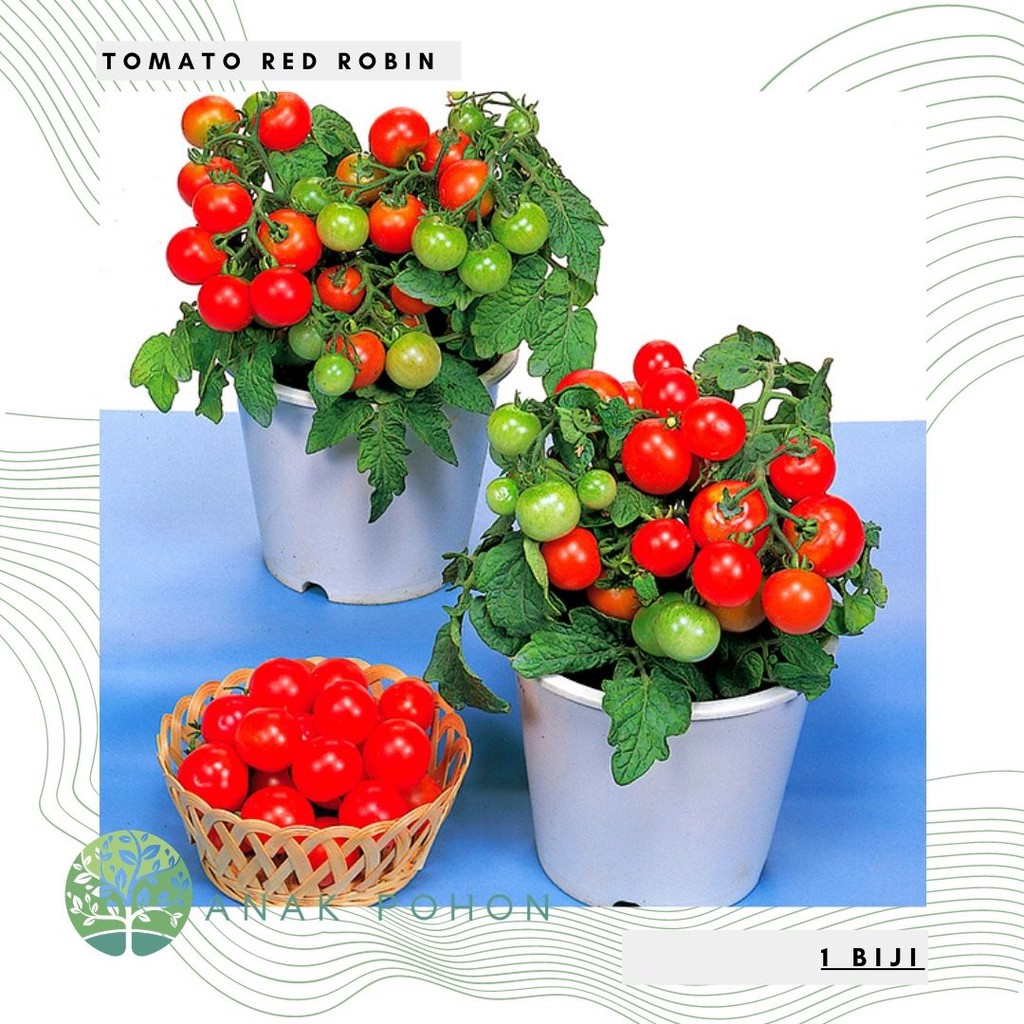 Benih Bibit Biji - Tomato Red Robin Cherry Dwarf Tomat Ceri Merah Seeds