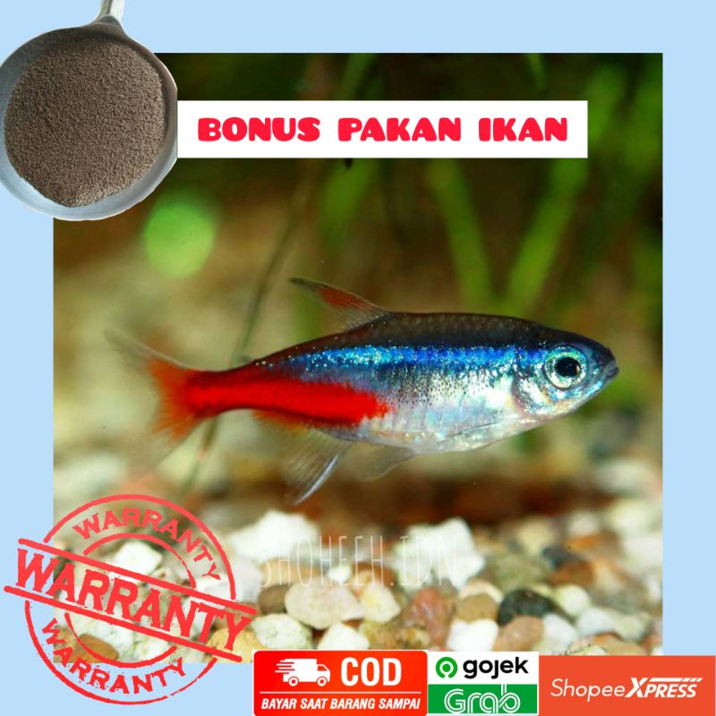 indukan neon tetra jantan+betina