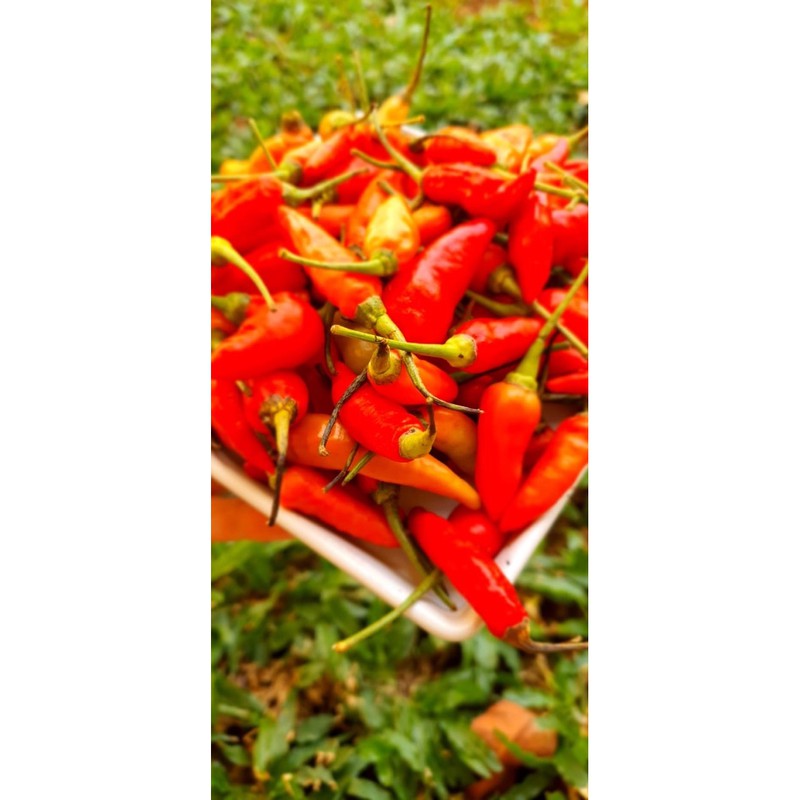 

cabe rawit merah 250gr