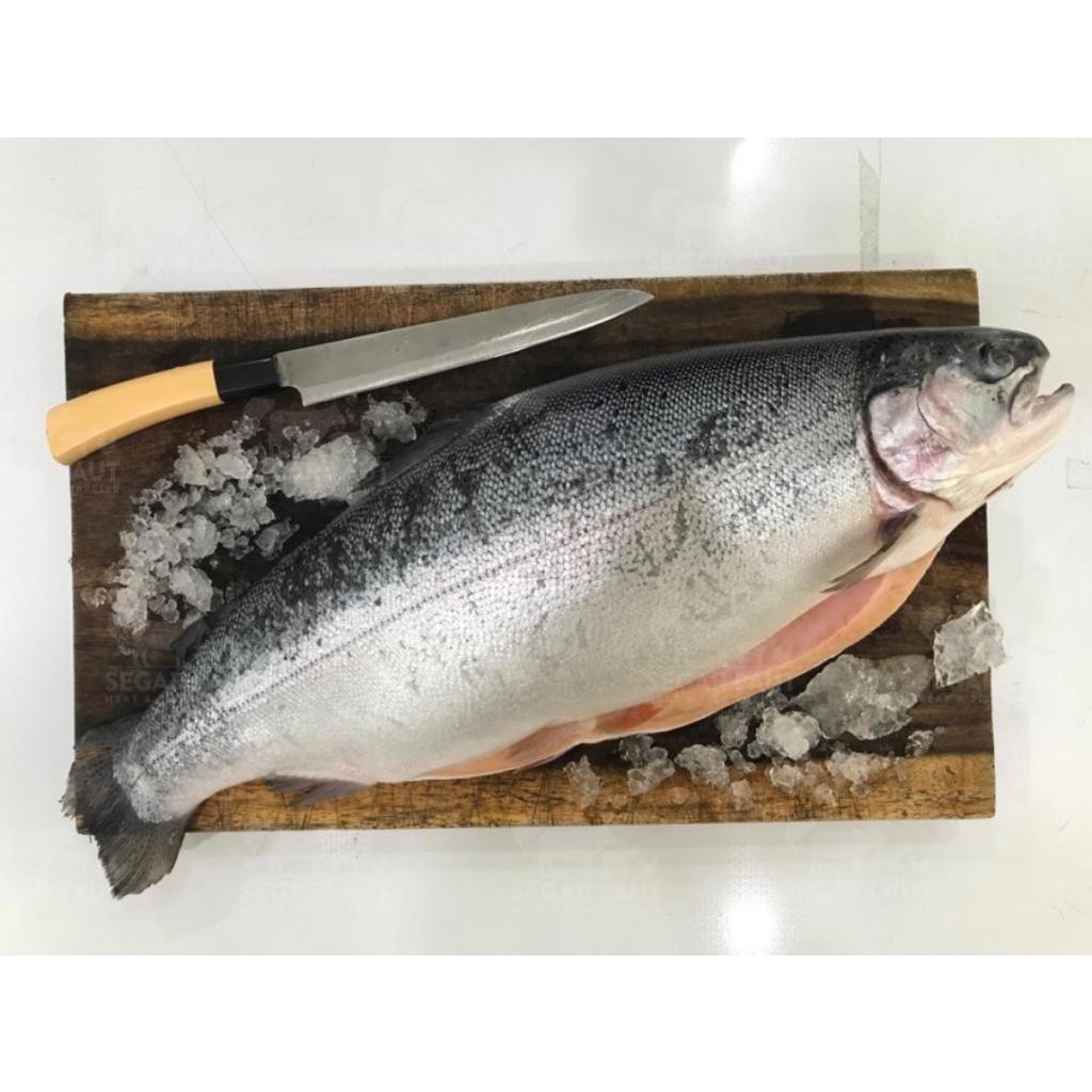 

Ikan Salmon Utuh Norwegian Frozen | Frozen Fresh | Salmon Trout Norwegia