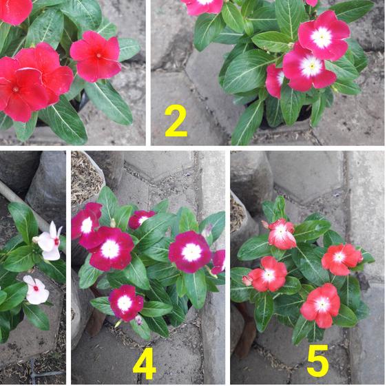 ♀ Tanaman Bunga Vinca + Pot ▲