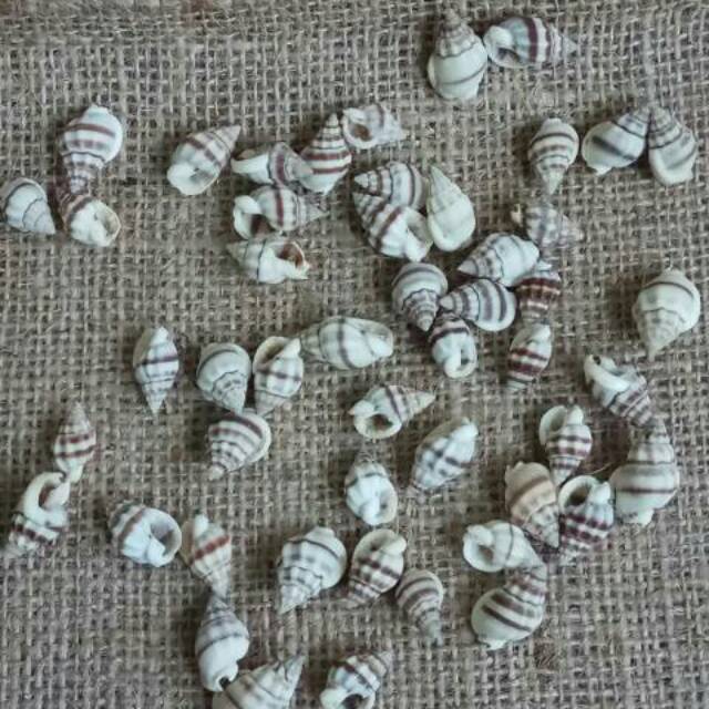 GEN 25 pcs Kerang Hias Nanas Prakarya