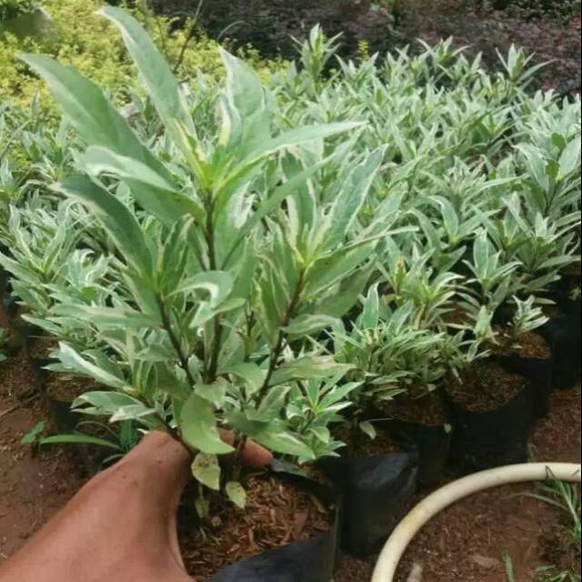 Tanaman hias gandarusa rawelia varigata & pohon pagar