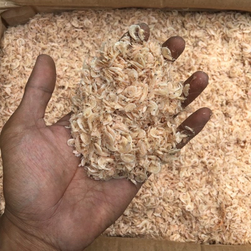 

Udang rebon