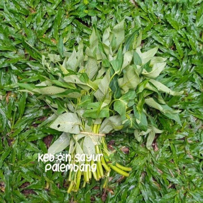 

Kebun Sayur Kangkung Rawa atau Sawah 1 ikat