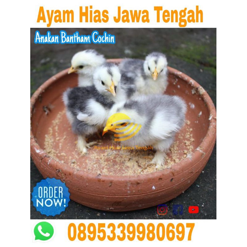 

Anakan Ayam Bantham Cochin