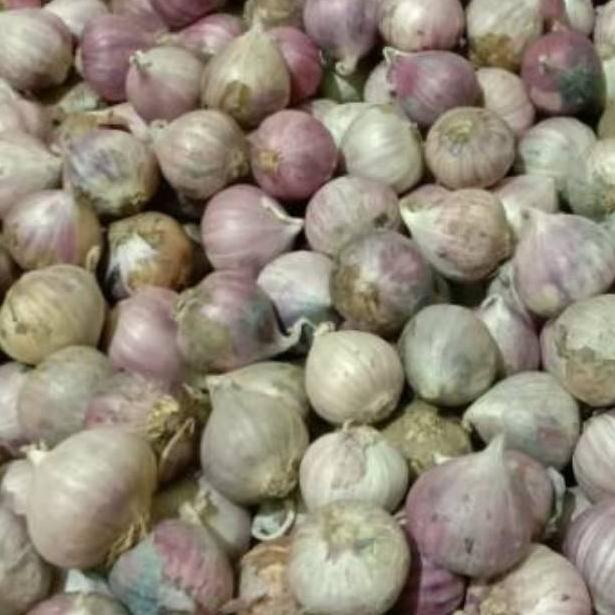 

⇑ Bawang putih tunggal/lanang sedang 1kg impor# $