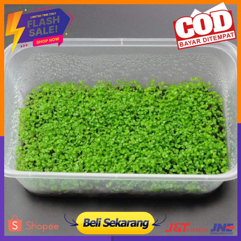 Bibit Rumput Air Dekorasi Aquarium Landscape Ornament - H0027