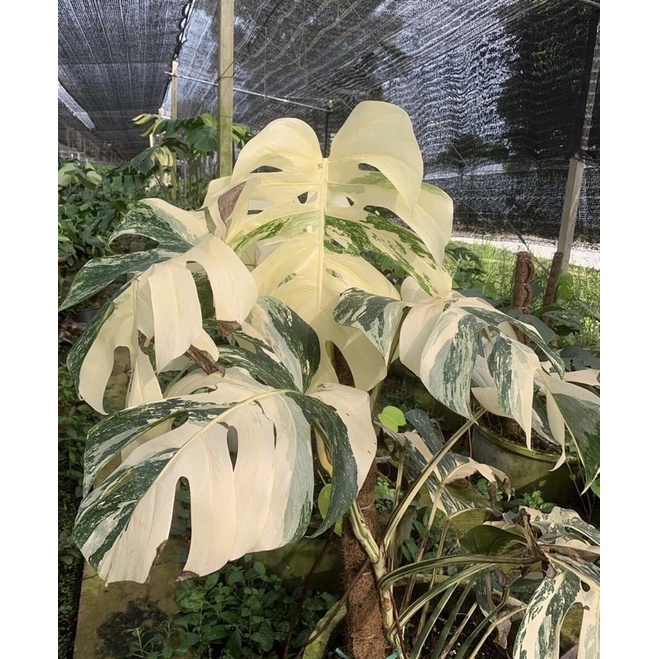 PROMO BISA COD Monstera Variegata Albo / Bibit bonggol monstera albo white tiger variegata