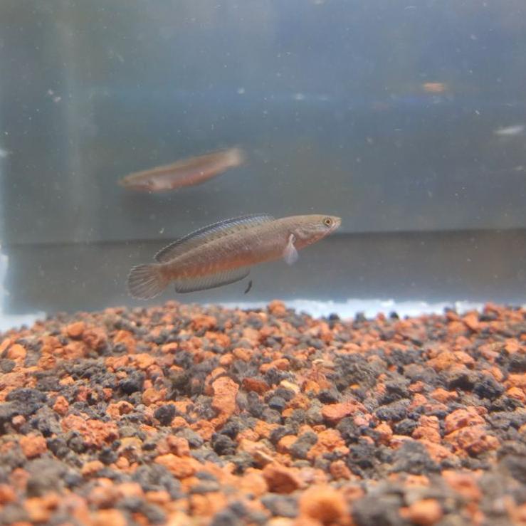 ⅎ channa blue andrao 3-4 cm an ☛