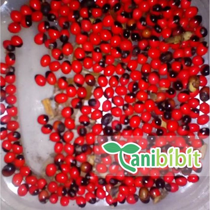 Benih Biji Pohon Saga Isi 30 biji - Benih Tanaman Daun Saga