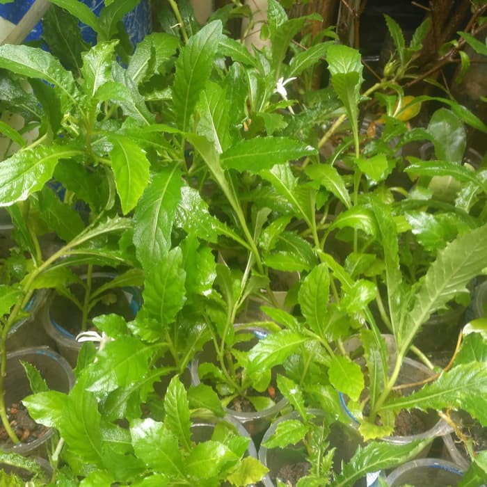 

terabaru Pohon Kitolod TERLARIS segar