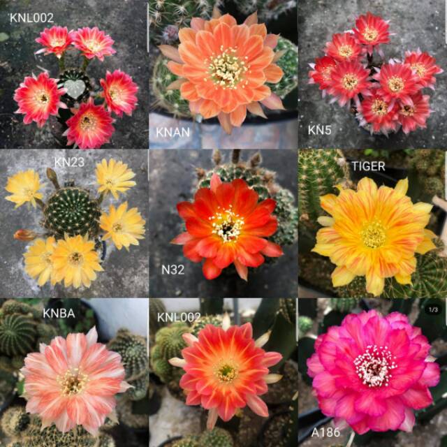 10pcs Biji Benih Kaktus Lobivia Kaktus Lobivia Import Berbagai Jenis dan Warna