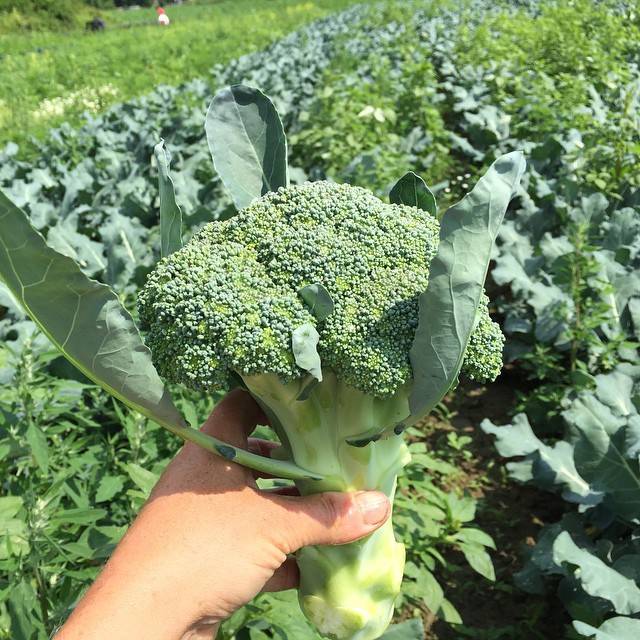 Beginilah Gambar Tanaman  Sayuran Brokoli  Terbaru 