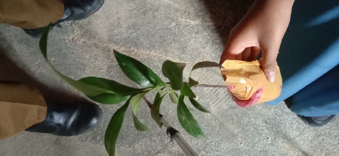 Bibit Tanaman Buah Black Sapotte/ Black Sapote/ Bibit Black Sapote Murah