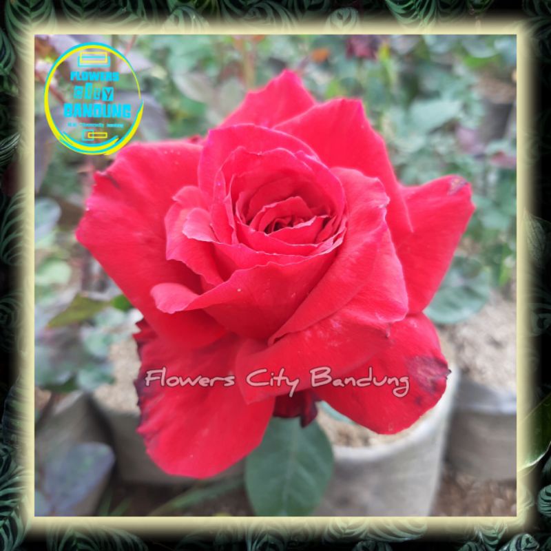 Tanaman Bunga Mawar sexy red holland - remaja wangi