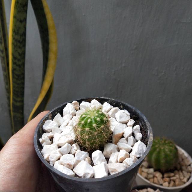 kaktus echinopsis sp (duri kuning), kaktus ownroot