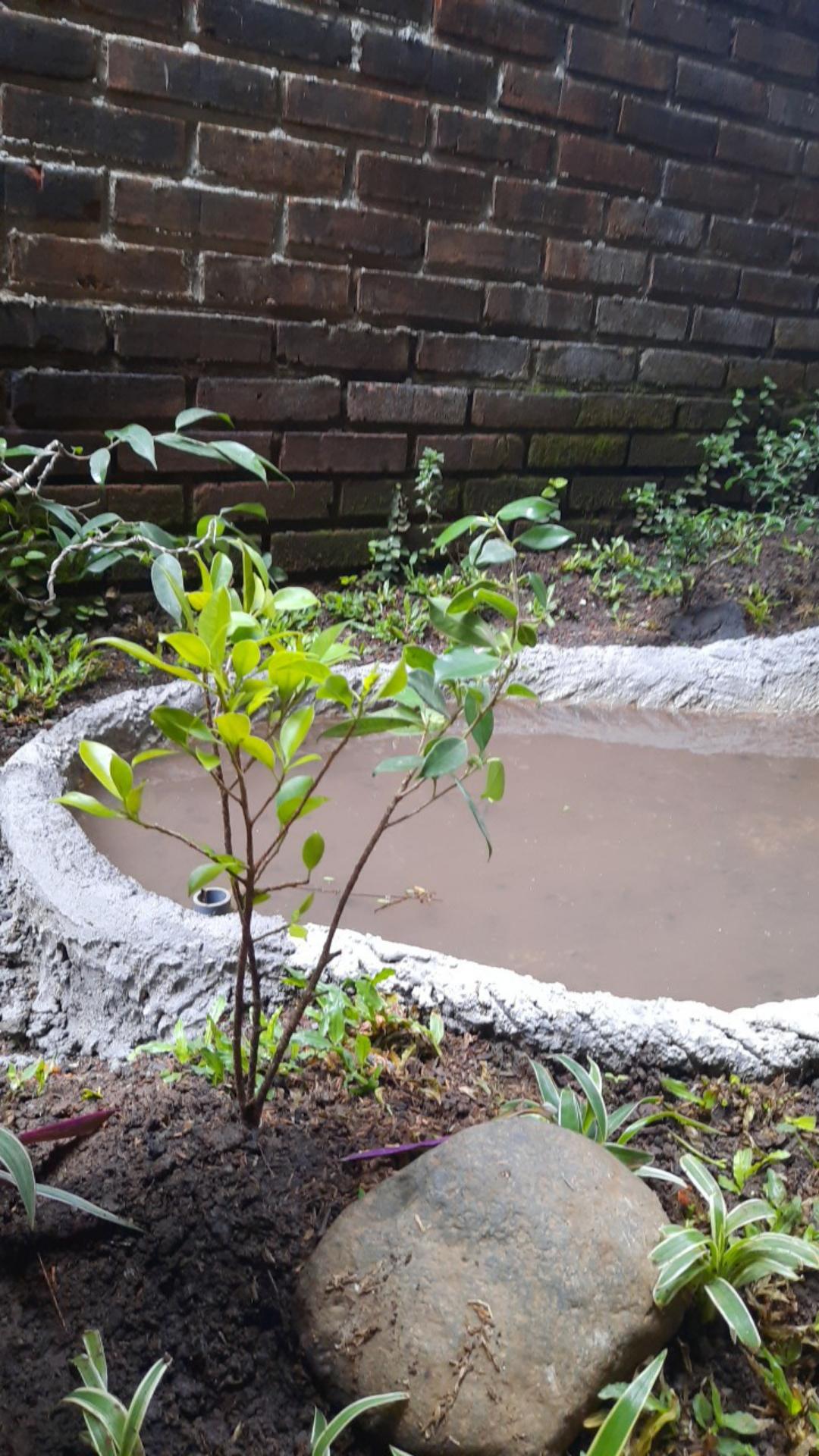 Bibit Beringin Kimeng Bahan Bonsai