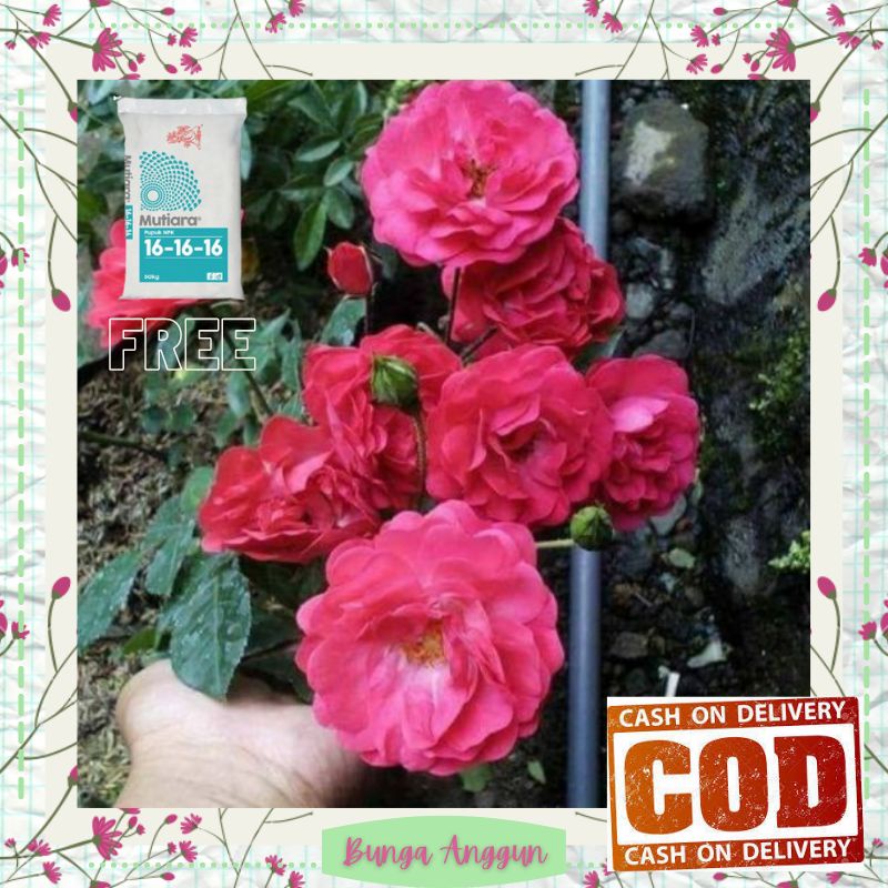 Tanaman Bibit Bunga Kembang Mawar Rambat Hias Hidup Asli Dekorasi Hiasan Taman