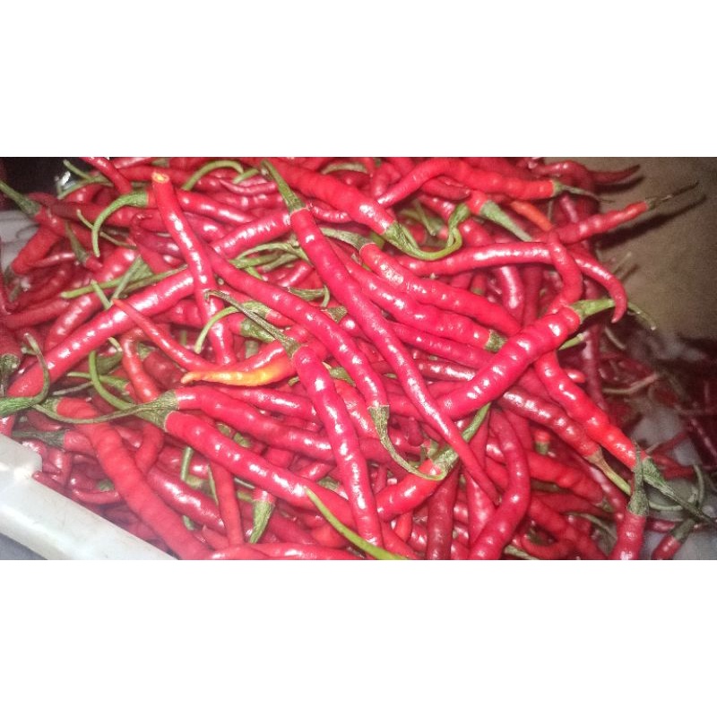 

cabe merah keriting