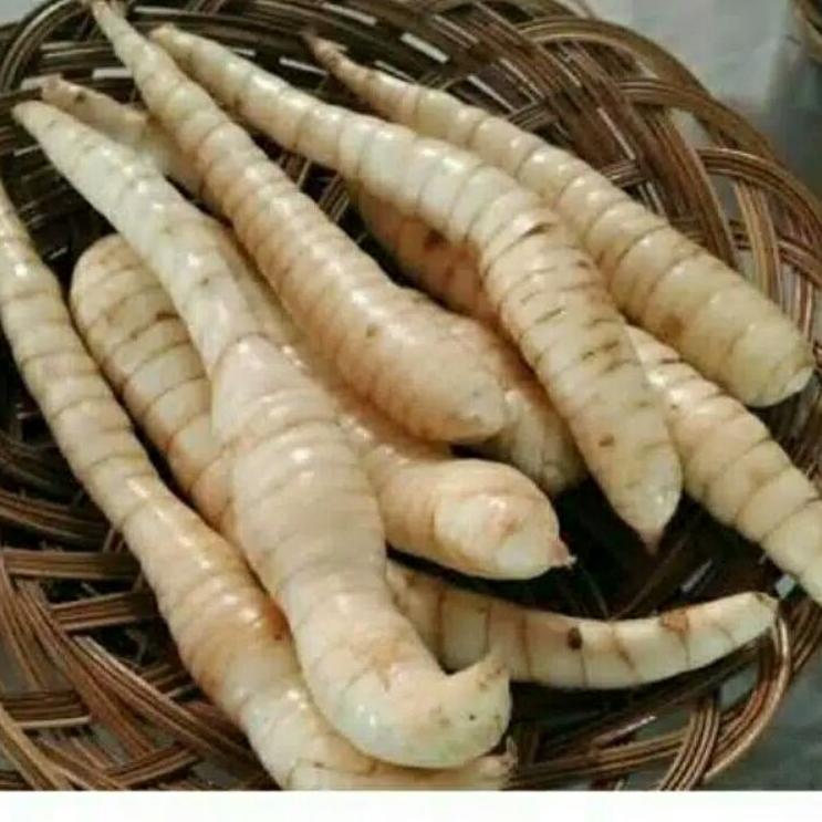 

vgak243 TEPUNG GARUT/PATI ASAM LAMBUNG/ANGKRIK /ARROWROOT 500Gr ฿ 35