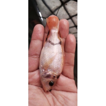 

Bibit ikan nila 1 jari