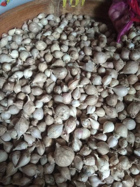 Bawang Putih Tunggal / Lanang LOKAL 500 Gram