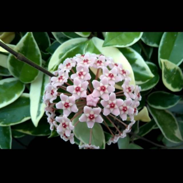 Hoya Carnosa variegata