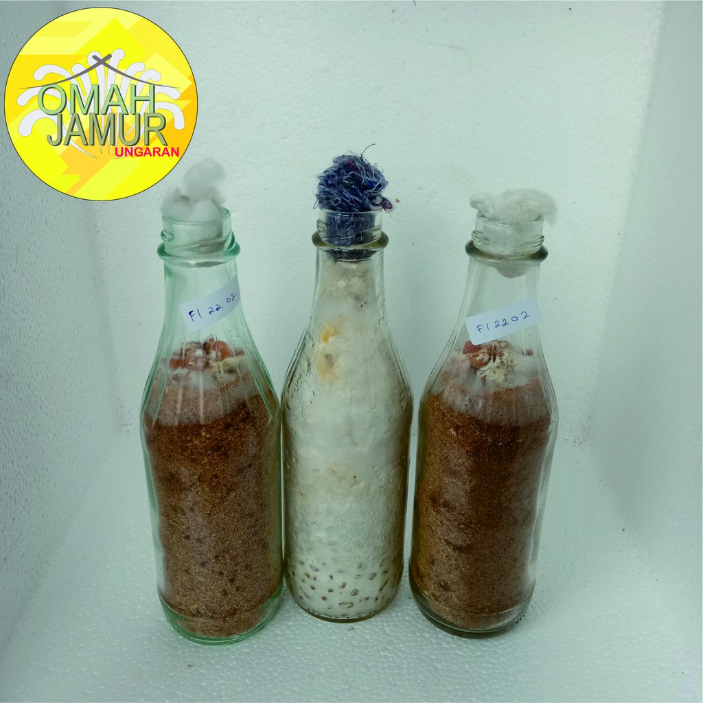 Bibit F1 Jamur Tiram Putih Florida