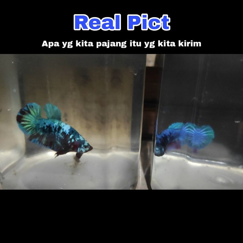 Cupang avatar (Sepasang/1 pair) bahanan