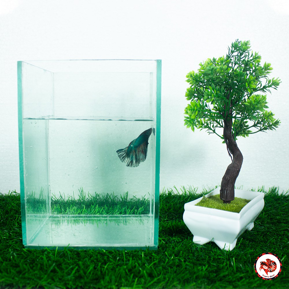 SOLITER IKAN CUPANG 15 X 15 X 20 CM