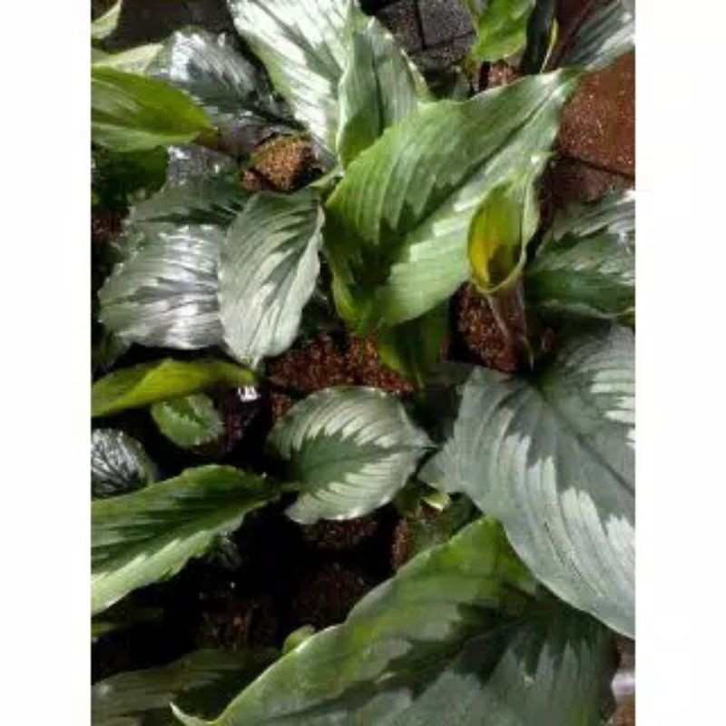 tanaman herbal kunyit putih