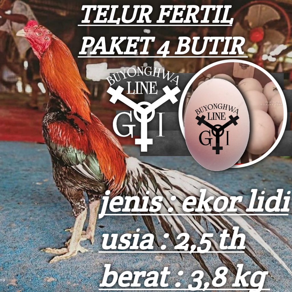 ayam bangkok ekor lidi super thailand asli telur fertil merah wangkas api paket 4 butir