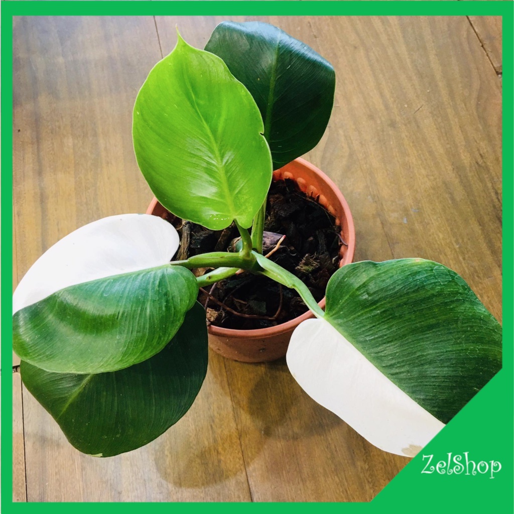 Philodendron White Wizard / Philo White Wizard / Philo WW