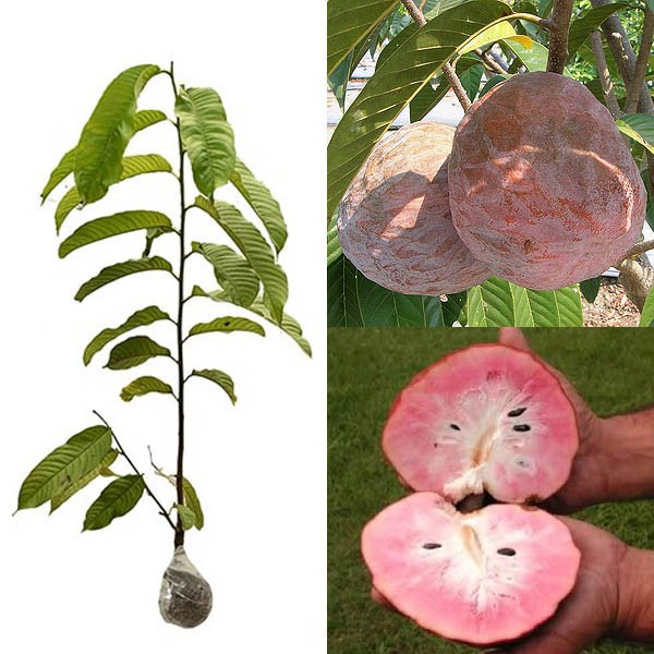 Tanaman Buah Srikaya San Pablo