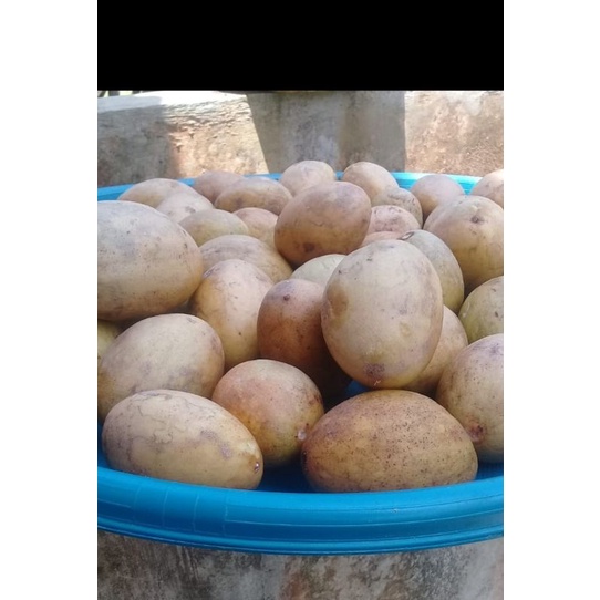 

buah sawo manis