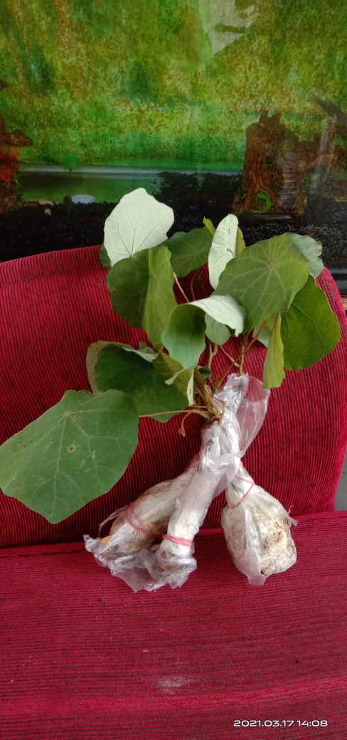 Stephania Venosa Murah! Tanaman Hias Langka