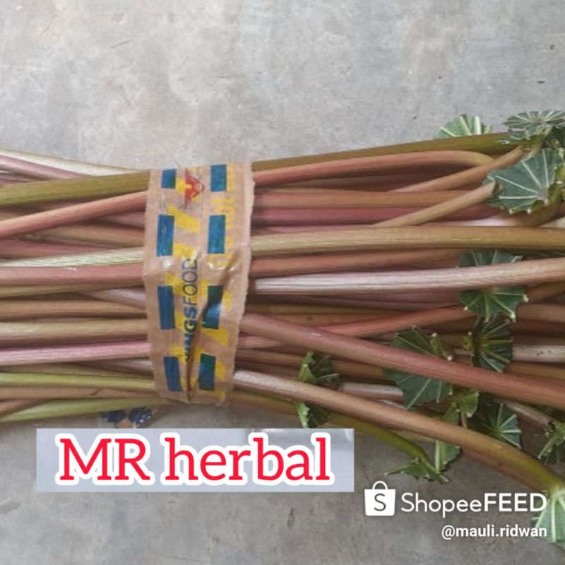 

Batang atau pelapah kaliki merah segar order baru petik per 10 batang