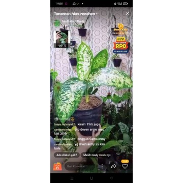 tanaman ka santi + hormon pewarna